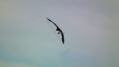 Anhinga anhinga anhinga
