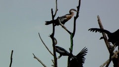 Anhinga anhinga anhinga