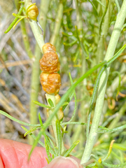 Rhopalomyia glutinosa