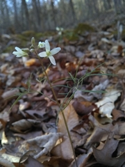 Cardamine concatenata