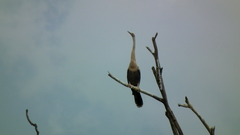 Anhinga anhinga anhinga