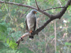 Rupornis magnirostris