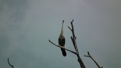Anhinga anhinga anhinga
