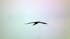 Anhinga anhinga anhinga