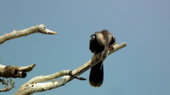 Anhinga anhinga anhinga