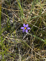 Sisyrinchium halophilum