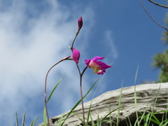 Bletia macristhmochila