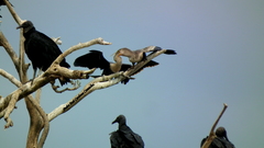 Anhinga anhinga anhinga