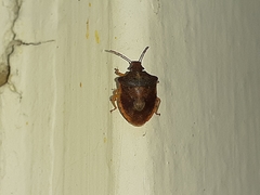 Dendrocoris