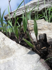 Bletia macristhmochila