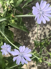 Cichorium intybus