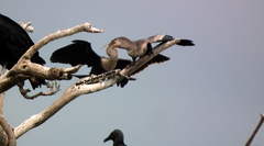 Anhinga anhinga anhinga