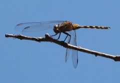 Orthetrum brachiale