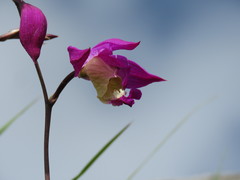 Bletia macristhmochila