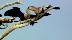 Anhinga anhinga anhinga