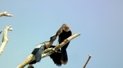 Anhinga anhinga anhinga
