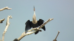 Anhinga anhinga anhinga