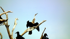 Anhinga anhinga anhinga