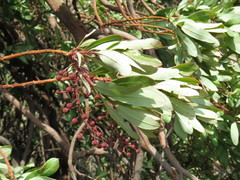 Comarostaphylis glaucescens