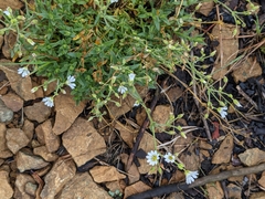 Cerastium velutinum