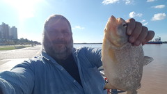 Pygocentrus nattereri