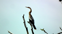 Anhinga anhinga anhinga