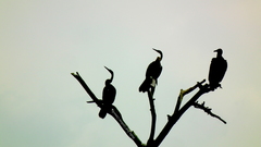 Anhinga anhinga anhinga