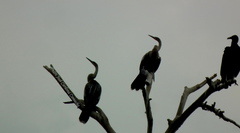 Anhinga anhinga anhinga