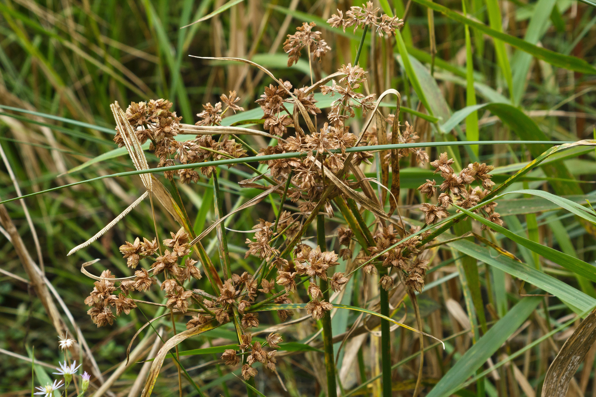 Cyperus distinctus