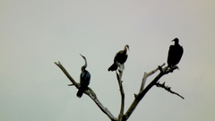 Anhinga anhinga anhinga