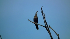 Anhinga anhinga anhinga