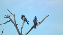 Anhinga anhinga anhinga