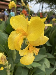 Canna flaccida