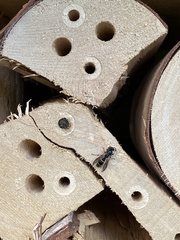 Symmorphus allobrogus