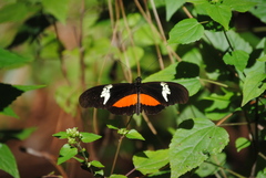 Heliconius hortense
