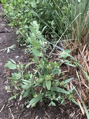 Chenopodium atrovirens
