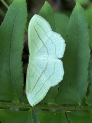 Scopula ordinata