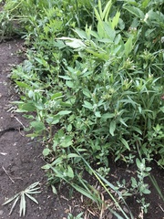 Chenopodium atrovirens