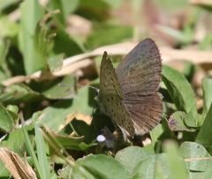 Zizeeria knysna knysna