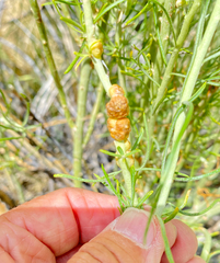 Rhopalomyia glutinosa