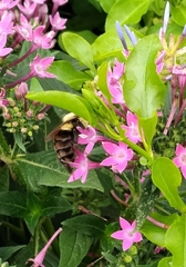 Bombus impatiens image