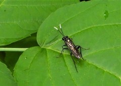 Macrophya trisyllaba