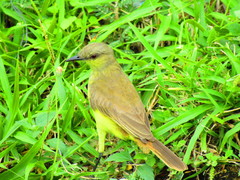 Machetornis rixosa