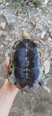 Mauremys caspica