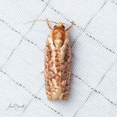 Choristoneura houstonana