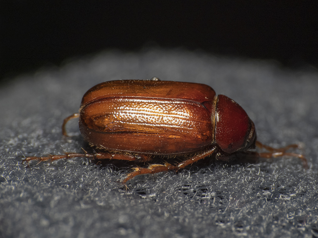 Pacuvia castanea