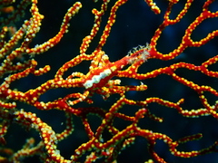 Xenocarcinus depressus