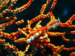 Xenocarcinus depressus