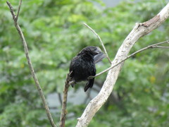 Crotophaga ani