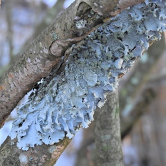 Parmotrema gardneri